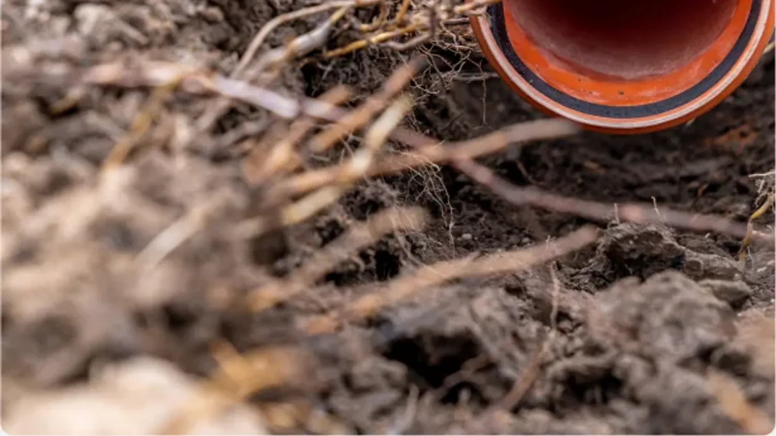 Tree roots massed in soil around the open end of an excavated sewer pipe